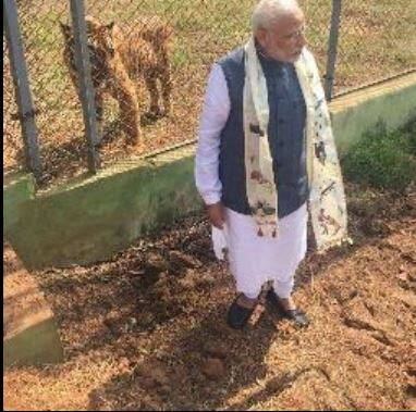 जवळपास 25 मिनीटं मोदींनी जंगलाचा फेरफटका मारला. जंगल सफारीनंतर मोदी छत्तीसगड स्थापना दिवसाच्या कार्यक्रमासाठी रवाना झाले.