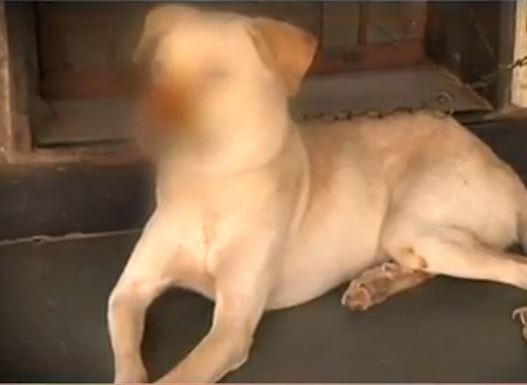 Animals Injured Due To Crackers In Diwali In Mumbai आतषबाजी मुक्या प्राण्यांच्या जीवावर, प्राणी-पक्षी जायबंदी