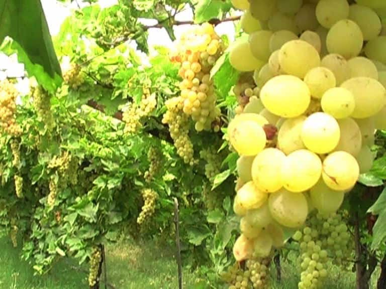 Greps Farmer Is Will Be Givem 600 Carores Compansation द्राक्ष बागायतदारांना 600 कोटींची नुकसान भरपाई द्या: हायकोर्ट