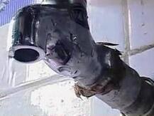 कल्याणमध्ये नळातून पाण्यासोबत चक्क जिवंत साप आला!