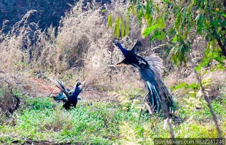 दोन मोर जेव्हा एकमेकांसमोर उभे ठाकले...तेव्हा काय झालं? कोल्हापूरच्या शिवाजी विद्यापीठ परिसरातील हे दृश्य टिपलंय विवेक जाधवर यांनी - पाहा आणखी फोटो 