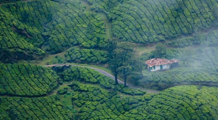 मुन्नार: दक्षिण भारताच्या केरळमधील हिरव्यागार वनराईची चादर ओढलेल्या डोंगरांच्या कुशीत वसलेलं मुन्नार हे ठिकाण. मुन्नारचे निसर्ग सौंदर्य पाहून तुमच्या डोळ्यावर विश्वास बसणार नाही.