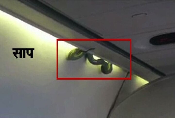 Emergency Landing Of Plane By Seeing Snake साप आढळल्याने विमानाचं इमर्जन्सी लँडिंग