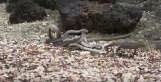 Why The Video Of Fight Between Snake And Iguana Is Going Viral घोरपड आणि सापाचा 'तो' व्हिडिओ व्हायरल का झाला?