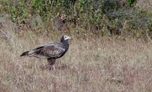 वर्ध्यात आढळलं दुर्मिळ हाडफोडी गिधाड!