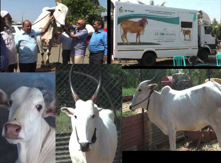 Khilar Cow Success Ivf Technology In Rachana Farm Lndapur Pune खिलारच्या संवर्धनासाठी 'टेस्ट ट्यूब बेबी', इंदापूरच्या गोशाळेत पहिला प्रयोग