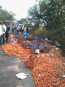 टोमॅटोने भरलेल्या ट्रकचा अपघात, नागरिकांचा टोमॅटोवर डल्ला 