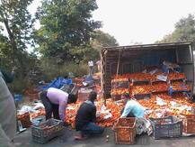 टोमॅटोने भरलेल्या ट्रकचा अपघात, नागरिकांचा टोमॅटोवर डल्ला 