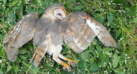 Owl Death Due To Blck Magic लातूरमध्ये अंधश्रद्धेतून घुबडाचा बळी