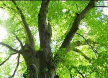 झाडाच्या धक्क्याने बाईकवरुन पडून मुंबईत उद्योजकाचा मृत्यू