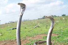 ...अन् नाग-नागिणीला जीवदान मिळालं! 