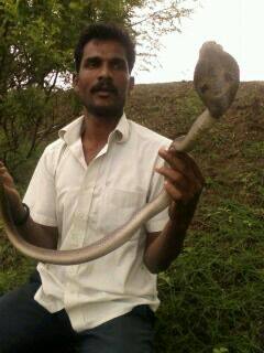 नाग नागीण दिसताच गावकऱ्यांनी सर्पमित्राला याबाबत तात्काळ माहिती दिली.