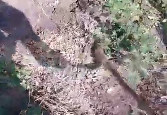 बंकलगी गावाचा तरुण सर्पमित्र मल्लिकार्जुन धुळखेडे काही वेळात राजूर गावात दाखल झाला.