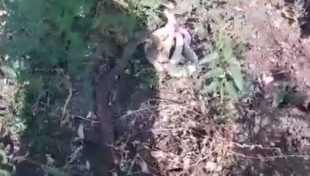 काळजीपूर्वक नाग-नागिणीला पकडून निसर्गात सोडले.