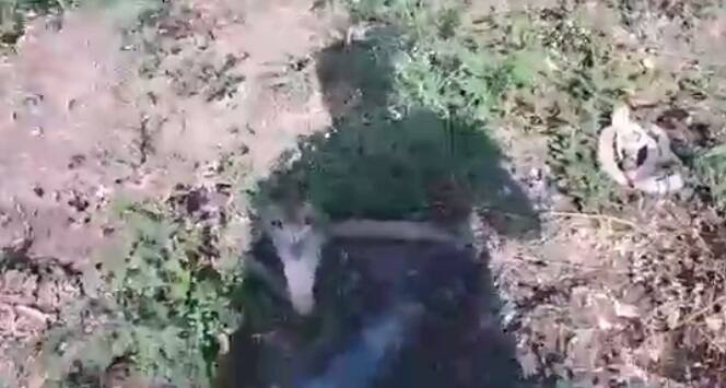 यामुळे गावकऱ्यांनीही सुटकेचा श्वास सोडला. तर या दोन्ही वन्यजीवाला सुरक्षित स्थान मिळालं.