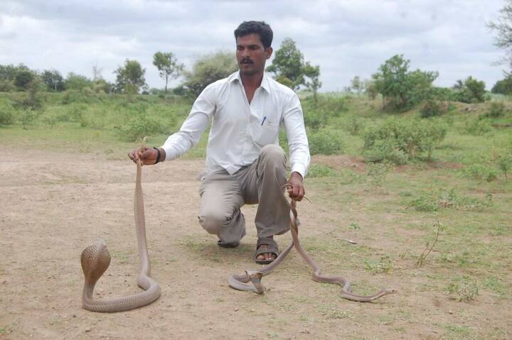 दक्षिण सोलापूर तालुक्यातील राजूर गावात नाग-नागिणीची जोडी आढळून आली.