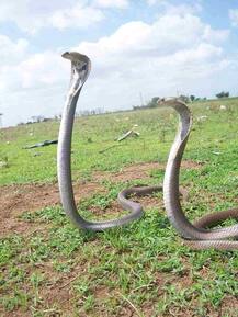 ...अन् नाग-नागिणीला जीवदान मिळालं! 