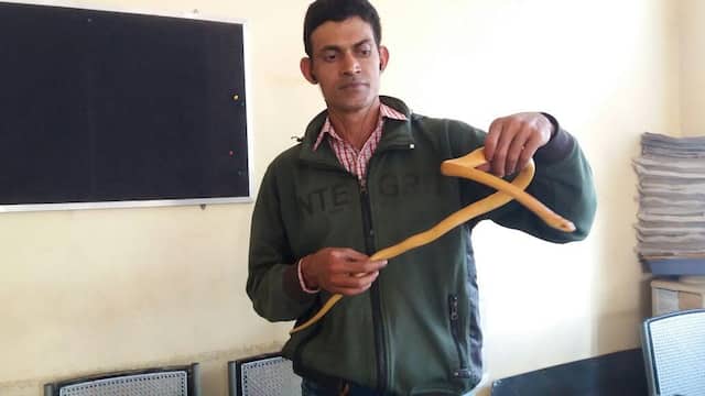 बेळगावात पिवळ्या रंगाचा दुर्मिळ धामण साप पकडला!