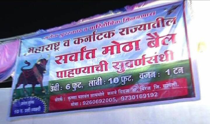 स्वाभिमानी शेतकरी संघटना आणि क्रांतिसिंह नाना पाटील संस्था यांच्यासंयुक्त विद्यमाने सांगलीत आयोजित करण्यात आलेल्या 'तिफन' कृषी प्रदर्शनाला सध्या नोटाबंदीचा फटका बसला तरी, या प्रदर्शनातील एका बैलाने चांगलीच गर्दी जमवली होती.