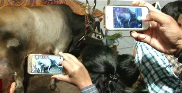 गजाचे इतरही काही फोटो