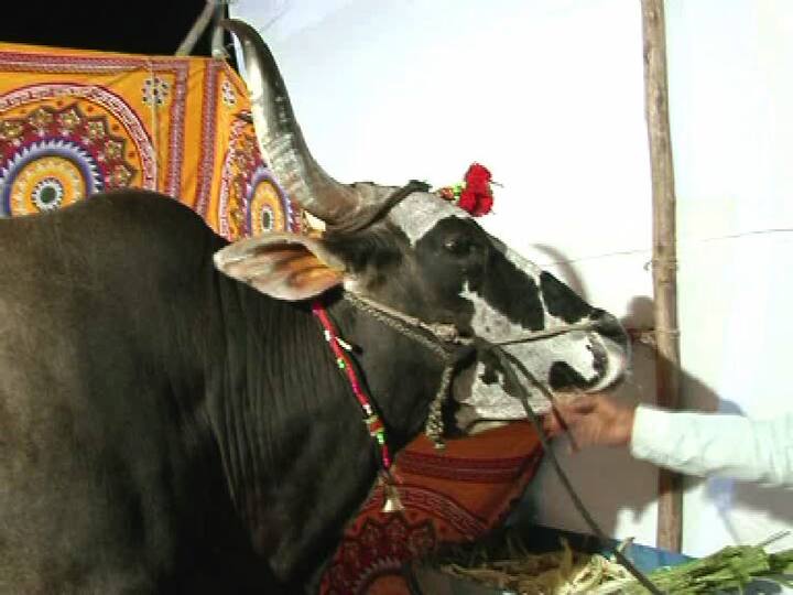 या महाकाय बैलाची उंची 6 फूट असून, लांबी 10 फूट आहे तर त्याचं वजन तब्बल 1 टन आहे.