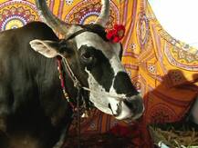 सांगलीच्या कृषीप्रदर्शनात गजाची झलक, सबसे अलग!