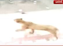 VIDEO : गुजरातमधल्या अमरेली गावात सिंहिणीचा मुक्काम