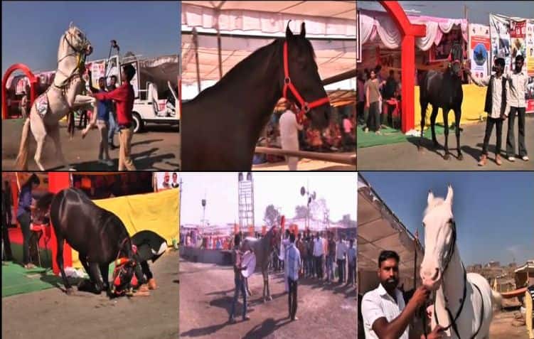 Special Report On Sarangkheda Horse Market स्पेशल रिपोर्ट: सारंगखेड्याच्या घोडाबाजाराचं कौतुक का?