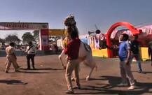 एक रपेट सारंगखेड्याच्या घोडेबाजाराची!