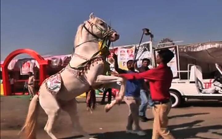 तापीच्या काठावर वसलेली आणि जगभरात आगळं वेगळं स्थान निर्माण केलेली ही यात्रा यापुढेही घोड्यांच्या टापांच्या आवाजात अशीच दुमदुमत राहील हे नक्की.