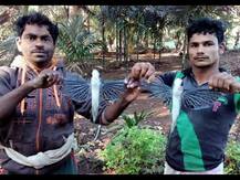 रत्नागिरीतील मच्छिमारांच्या जाळ्यात दुर्मिळ \'फ्लाईंग फिश\'