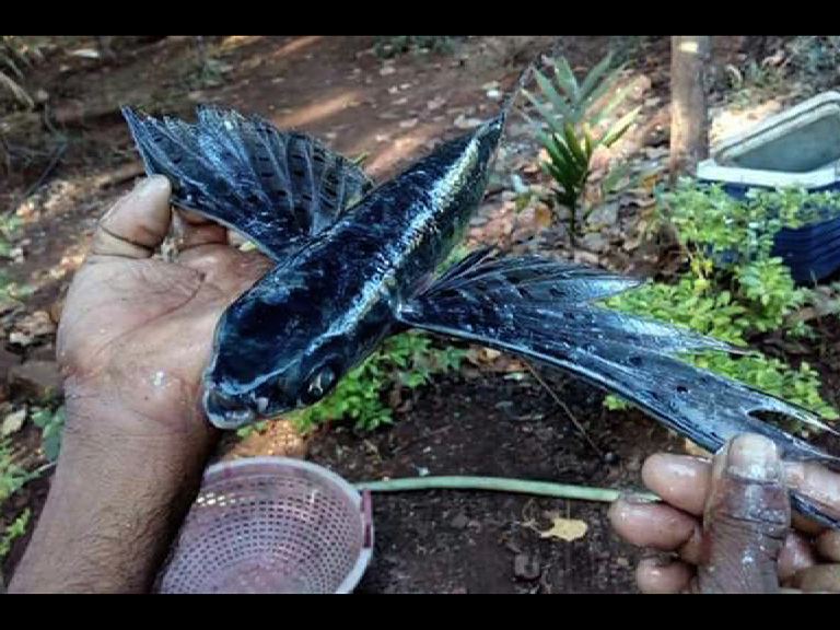 रत्नागिरीतील मच्छिमारांच्या जाळ्यात दुर्मिळ 'फ्लाईंग फिश