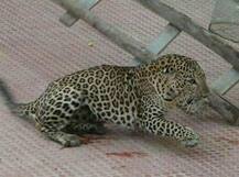 पुण्याच्या एनआयबीएममध्ये बिबट्या घुसला