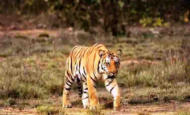 16 Tigers Died In Maharashtra In Last 6 Months Latest News Updates महाराष्ट्रात गेल्या 6 महिन्यामध्ये तब्बल 16 वाघांचा मृत्यू