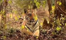 चंद्रपूरच्या ताडोबा अभयारण्यात 62 वाघ!