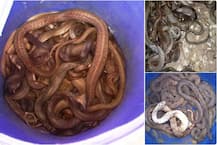 पुण्यातील घरात 125-150 विषारी साप सापडले!