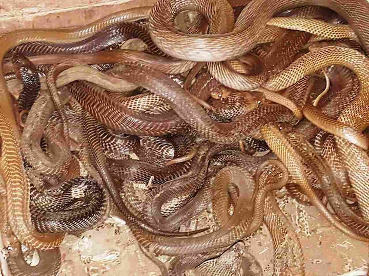 125 150 Poisonous Snake Found In Chakan पुणे : चाकणमधील घरात तब्बल 125 ते 150 विषारी साप सापडले