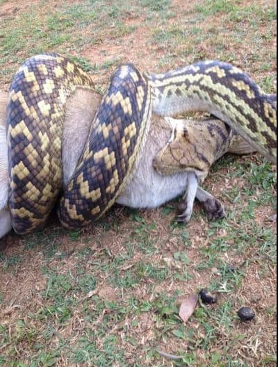 अजगरानं ज्या जनावराला गिळलं त्याला wallaby असं म्हणतात. 
