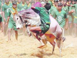 Jalikattu