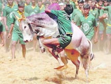 तामिळनाडूत \'जलीकट्टू\' दोघांच्या जीवावर, 70 जण जखमी