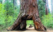 250 मी. उंची, 10 मी. घेर, हजार वर्षांचं \'पायोनिअर केबिन ट्री\' कोसळलं!