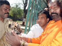 औरंगाबादेत बछड्यांसोबत महापौरांचं फोटोसेशन वादाच्या भोवऱ्यात