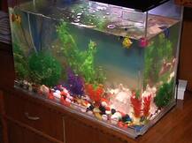 जगातील पहिला संपूर्ण ऑटोमॅटिक अॅक्वेरियम नागपुरात!