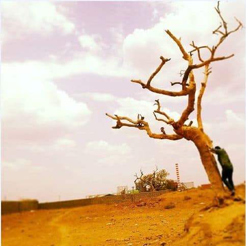 या झाडाचं खोडही दुभंगलं असून हे झाड आता नष्ट होण्याच्या मार्गावर असल्याचं म्हटलं जात आहे.