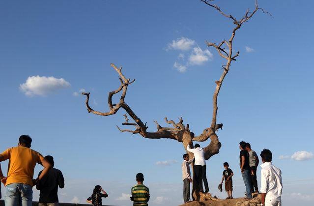 झाडाची फांदी तुटल्याची बातमी 'इंटरनेट'च्या वेगानं सोशल मीडियावर पसरली. त्यामुळे चाहत्यांमध्ये प्रचंड नाराजी पसरली आहे.