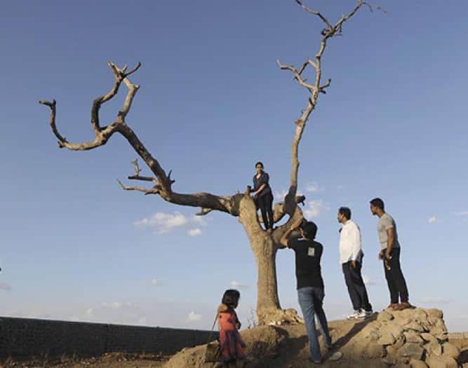 सैराट झालं जी या गाण्यामध्ये एका वाळलेल्या झाडाच्या फांदीवर आर्ची बसलेली दाखवली आहे. करमाळ्यातील एका झाडावर या गाण्यातला काही भाग चित्रित झाला होता.