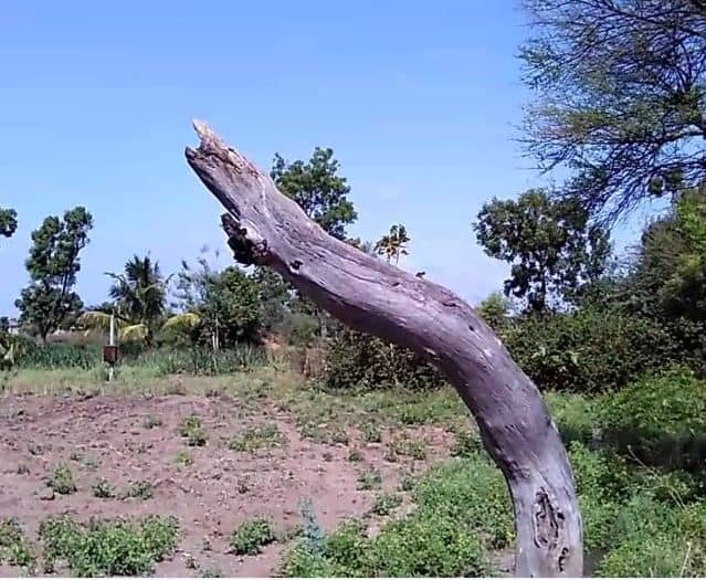 या झाडावरील ज्या फांदीवर आर्ची बसलेली होती, नेमकी तीच फांदी तुटली आहे.