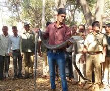 तब्बल 11 फूटी लांब किंग कोब्रा! 