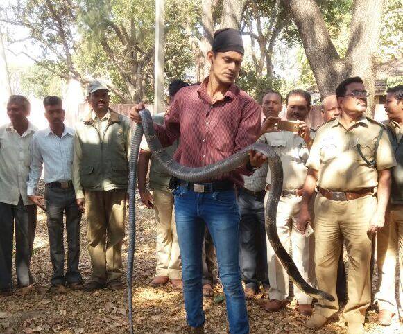 बेळगावमधील खानापूरजवळ किंग कोब्रा जातीचा ११.२ फूट लांबीचा नाग आज पकडण्यात आला. सर्पमित्र आनंद चिठ्ठी यांनी आज खानापूरजवळ नरोन्हानगर, असोगा येथे हा भलामोठा नाग पकडला