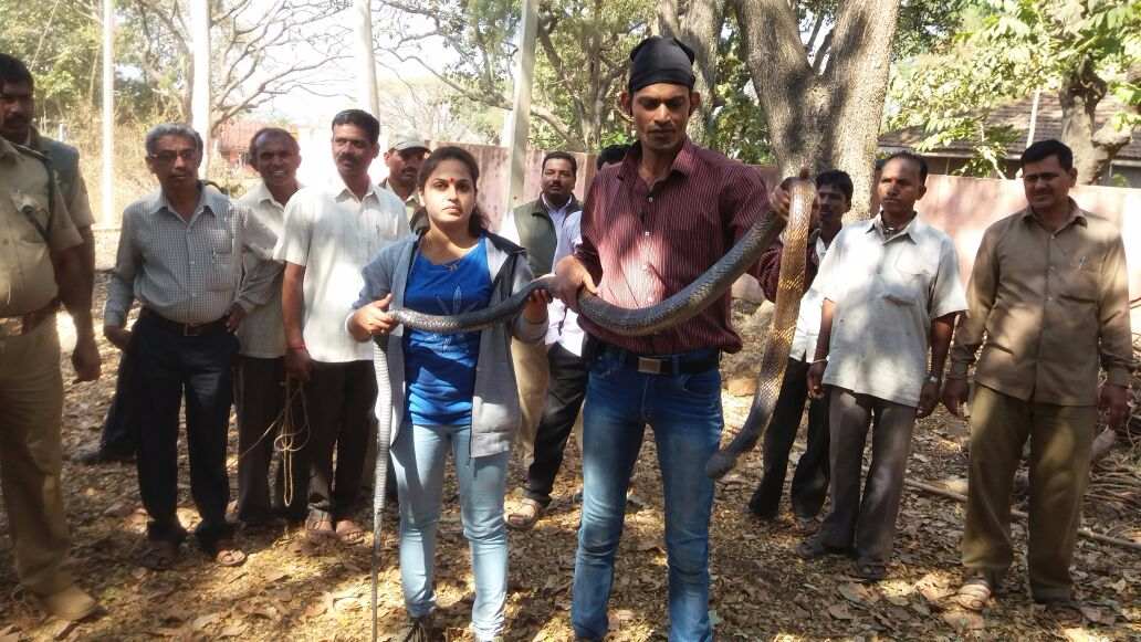 तब्बल 11 फूटी लांब किंग कोब्रा! 